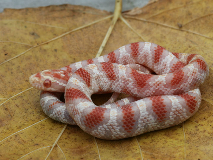 Reverse Okeetee Corn Snake